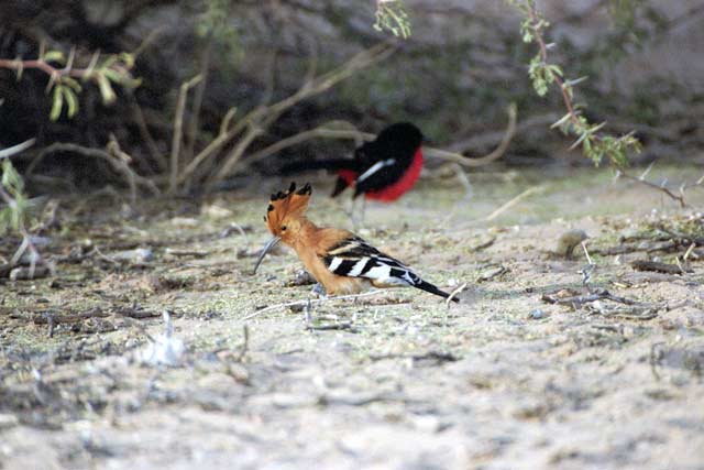 African hoopoe, Kalahari Gemsbok National Park. South Africa.