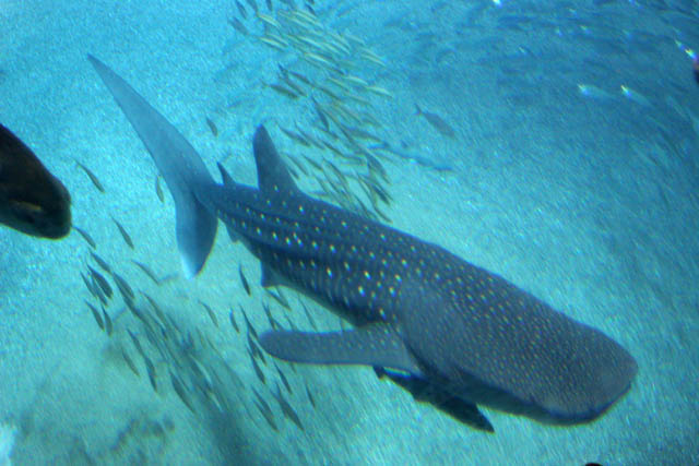 Whale shark. Aquarium at Osaka. Japan.