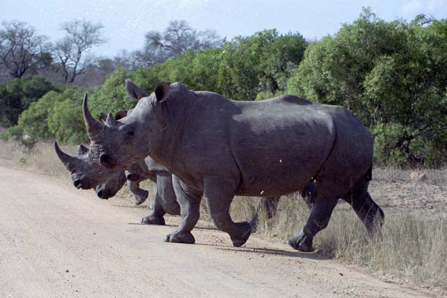 White rhino, Kruger National Park. South Africa.