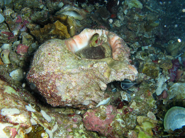 Shell. Richelieu Rock dive site. Thailand.