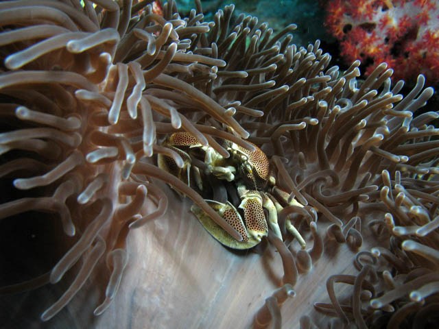 Anemone Crab inside Anemone - group of Porcelain crab (Porcellanidae). Richelieu Rock dive site. Thailand.