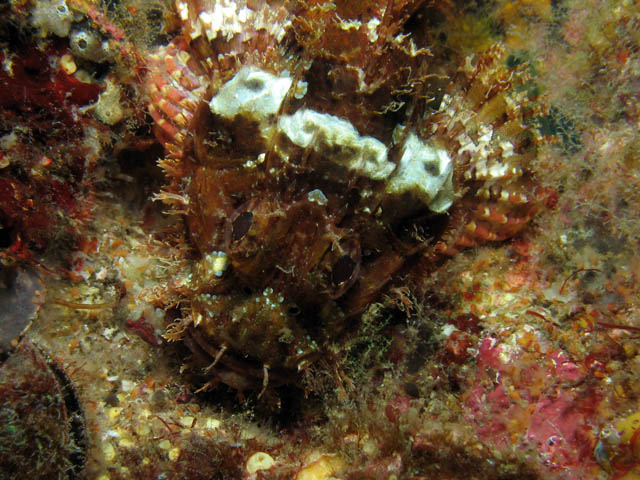 Head of Smallscale Scorpionfish. Richelieu Rock dive site. Thailand.
