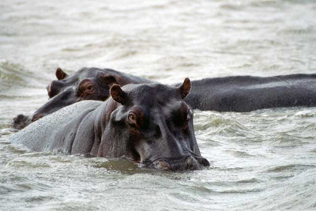 Hippos, St. Lucie National Park. South Africa.