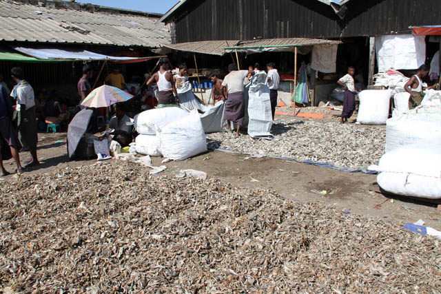 Dry fishes - fish market, Sittwe town. Myanmar (Burma).