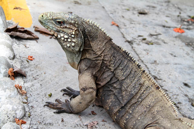 Iguana, Santiago de Cuba area. Cuba.