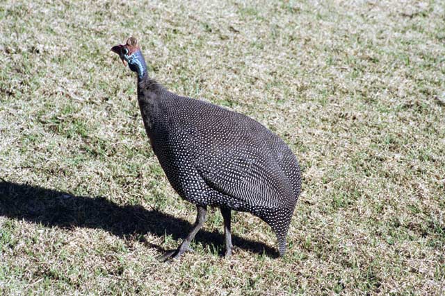 Helmeted guineafowl , Royal Natal National park. South Africa.