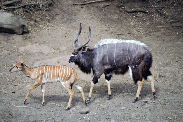 Nyala, Hluhluve-Umfolozi National park. South Africa.