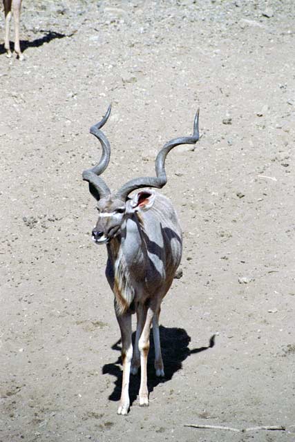 Kudu, Hluhluve-Umfolozi National park. South Africa.