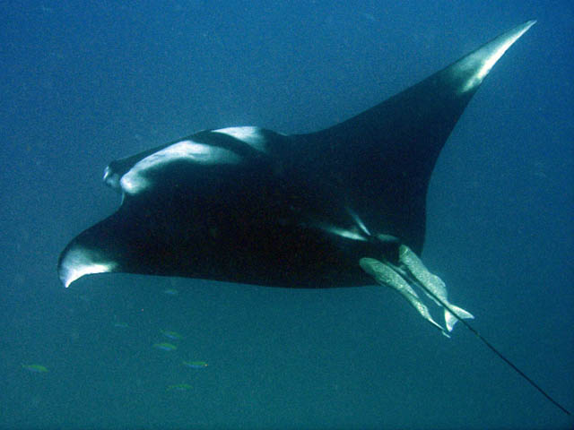 Manta ray, Koh Bon dive site. Thailand.