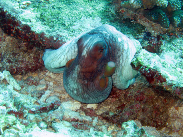 Octopus, Koh Bon dive site. Thailand.