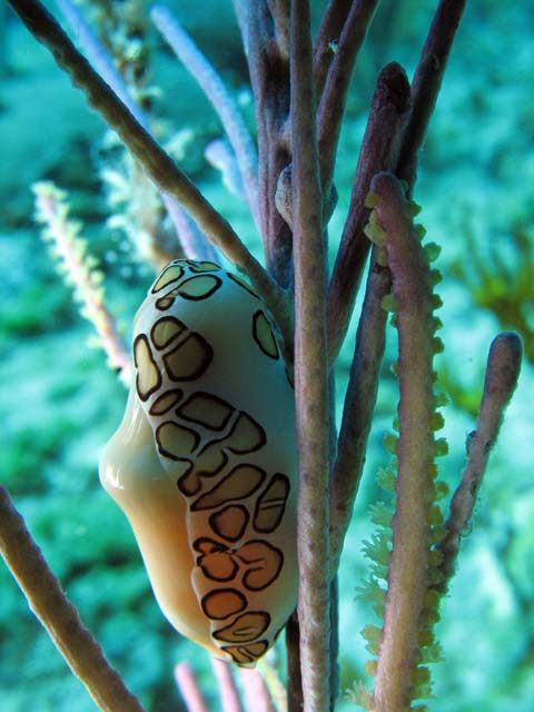Playa Santa Lucia. Cuba.