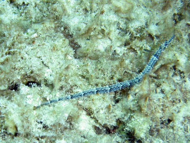 Pipefish, Playa Giron. Cuba.