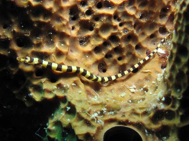 Pipefish, Playa Giron. Cuba.