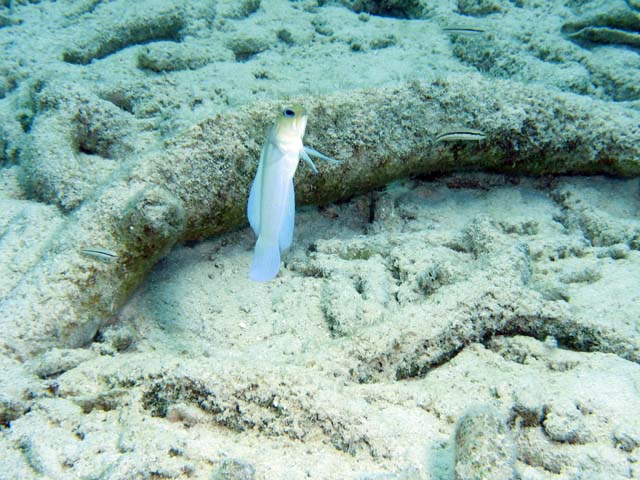 Goby, Playa Giron. Cuba.