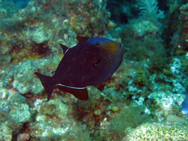 Triggerfish, El Encanto dive site, Maria La Gorda. Cuba.