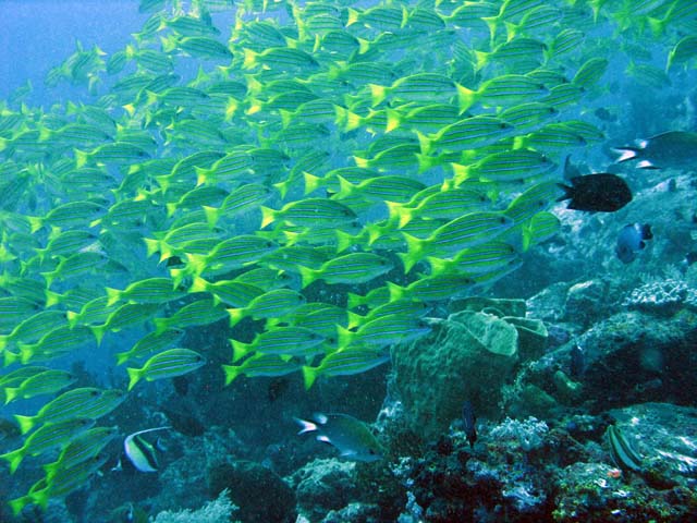 Bangka dive sites. Sulawesi,  Indonesia.