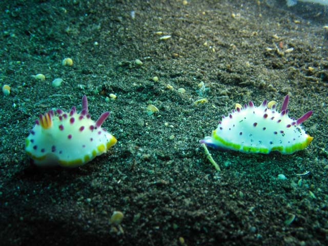 Nudibranches, Lembeh dive sites. Sulawesi,  Indonesia.