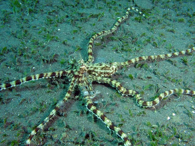 Mimic octopus, Lembeh dive sites. Sulawesi,  Indonesia.