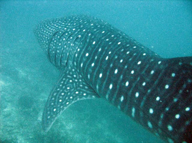 Whale shark, Maamigilidive site. Maldives.
