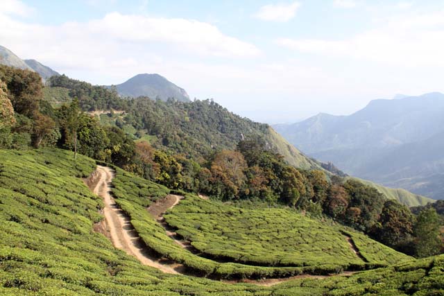 Tea plantations around Munnar town, Kerala. India.