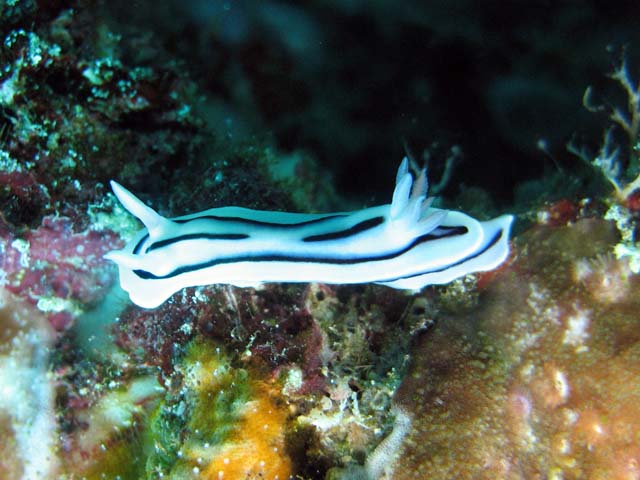 Nudibranch. Raja Ampat. Papua,  Indonesia.