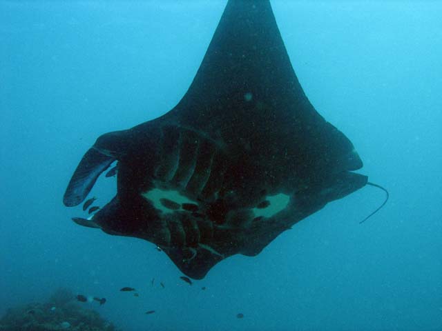 Manta ray. Manta Point dive site, Raja Ampat. Papua,  Indonesia.