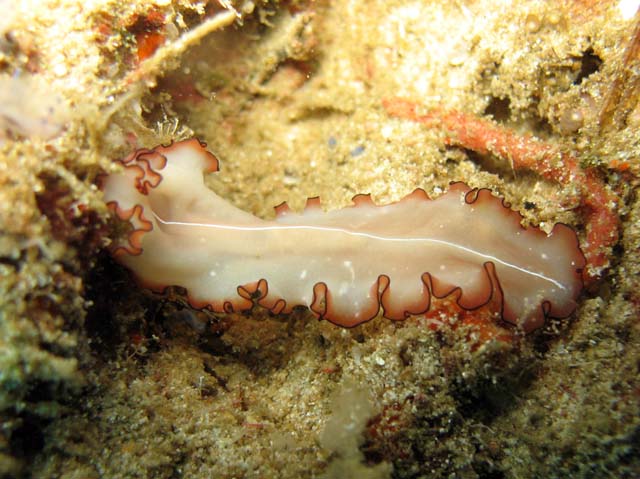 Flatworm. Raja Ampat. Papua,  Indonesia.
