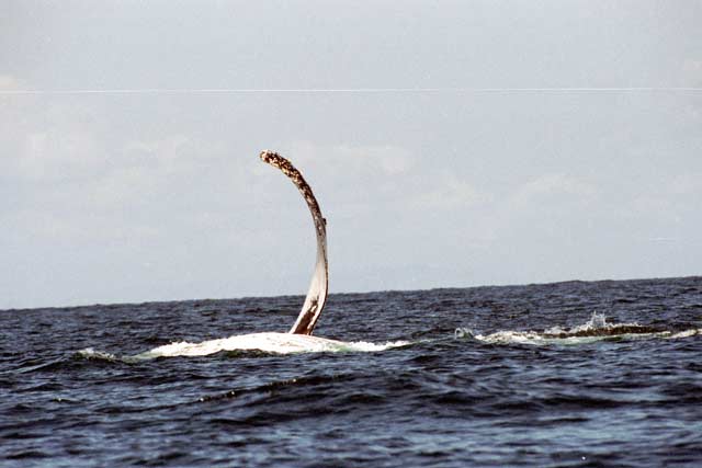 Whale, Ile Sainte Marie island. Madagascar.