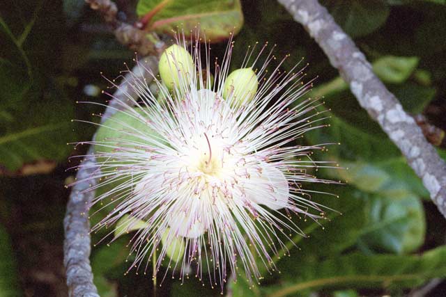 Flower, Ile Sainte Marie island. Madagascar.