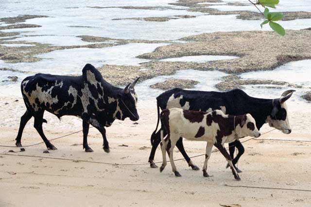 Zebu - a type of domesticated ox found throughout Madagascar. Madagascar.