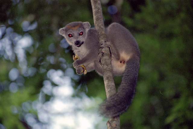 Crowned lemur, l'Ankarana National park. Madagascar.