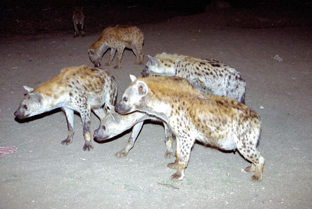 Hyenas during feeding at Harar. East,  Ethiopia.