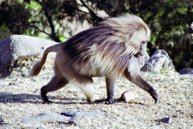 Gelada baboon. Simien mountains. North,  Ethiopia.
